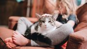Le chat a l'air content en tout cas Le chat a l'air content en tout cas