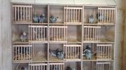 Le problème c'est que les pigeons sont des athlètes et comme des athlètes ils ont besoin de bouger Le problème c'est que les pigeons sont des athlètes et comme des athlètes ils ont besoin de bouger