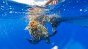 “On pouvait voir qu’elle souffrait. Son bec était grand ouvert ; je n’avais jamais vu cela chez d’autres tortues” “On pouvait voir qu’elle souffrait. Son bec était grand ouvert ; je n’avais jamais vu cela chez d’autres tortues”