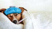 sick ill dog sick ill dog