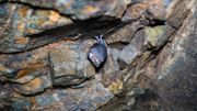 Les chauves-souris vampires se confinent spontanément en cas de maladie Les chauves-souris vampires se confinent spontanément en cas de maladie
