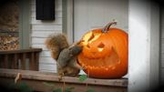Après Halloween, ne jetez pas vos citrouilles, donnez les restes à manger aux animaux Après Halloween, ne jetez pas vos citrouilles, donnez les restes à manger aux animaux