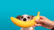 Confinement : 5 bonnes nouvelles pour avoir la banane en cette fin de semaine