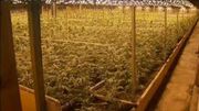 La proposition de la ministre se base sur différentes études universitaires proposant une offre régulée dans ce qu’on appelle des ‘Cannabis social clubs’ La proposition de la ministre se base sur différentes études universitaires proposant une offre régulée dans ce qu’on appelle des ‘Cannabis social clubs’