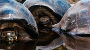 Les fameuses tortues géantes, emblèmes des Îles Galápagos, peuvent vivre jusqu'à 150 ans. Les fameuses tortues géantes, emblèmes des Îles Galápagos, peuvent vivre jusqu'à 150 ans.