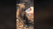 La vidéo d'un homme donnant à boire à un koala blessé dans les incendies en Australie émeut la toile La vidéo d'un homme donnant à boire à un koala blessé dans les incendies en Australie émeut la toile