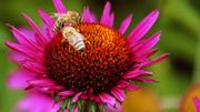 Un carré potager, c'est cultiver le plaisir d'une alimentation saine à portée de main ! Un carré potager, c'est cultiver le plaisir d'une alimentation saine à portée de main !