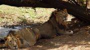 Inde: hausse du nombre de lions d'Asie, espèce menacée Inde: hausse du nombre de lions d'Asie, espèce menacée