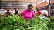 En Martinique, les plantes médicinales se modernisent pour soigner les maux En Martinique, les plantes médicinales se modernisent pour soigner les maux