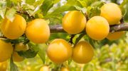 La mirabelle La mirabelle