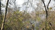 Bolivie: les incendies ont ravagé près d'un million d'hectares Bolivie: les incendies ont ravagé près d'un million d'hectares