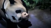 Baby P a fait ses premiers pas dans sa grotte de Pairi Daiza Baby P a fait ses premiers pas dans sa grotte de Pairi Daiza