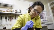 Au citron vert, à la menthe ou aux cèpes, des chocolats corses primés à l'international Au citron vert, à la menthe ou aux cèpes, des chocolats corses primés à l'international