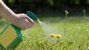 Spraying the dandelions Spraying the dandelions