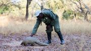 "Marimba", une femelle pangolin de 9 ans, protégée dans un sanctuaire du Zimbabwe, en 2016 "Marimba", une femelle pangolin de 9 ans, protégée dans un sanctuaire du Zimbabwe, en 2016