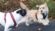 Les conseils pour une balade réussie avec son animal de compagnie Les conseils pour une balade réussie avec son animal de compagnie