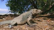 L'iguane rhinocéros, endémique de l'île et menacé L'iguane rhinocéros, endémique de l'île et menacé