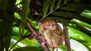 La 6e extinction de masse a commencé : un million d'espèce en danger La 6e extinction de masse a commencé : un million d'espèce en danger