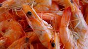Les scampis ont un chair plus ferme que les langoustines. Les scampis ont un chair plus ferme que les langoustines.