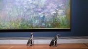 Les pingouins préfèrent Le Caravage à Claude Monet