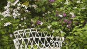 Quelles plantes en guise de brise vue ou en mur végétal ? Voici un bouquet d'idées Quelles plantes en guise de brise vue ou en mur végétal ? Voici un bouquet d'idées