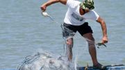 Adrian Kola, un pêcheur, retire des crabes bleus de son filet sur la rivière du village d'Adriatik, près du lagon de Divjakë en Albanie le 24 juillet 2020. Adrian Kola, un pêcheur, retire des crabes bleus de son filet sur la rivière du village d'Adriatik, près du lagon de Divjakë en Albanie le 24 juillet 2020.