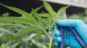 Plus de 600 plants de cannabis découverts à Etterbeek et Woluwe-Saint-Lambert Plus de 600 plants de cannabis découverts à Etterbeek et Woluwe-Saint-Lambert