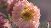 Zoom sur la Geum 'Mai Tai' Zoom sur la Geum 'Mai Tai'