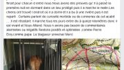 Selon la famille, les chiens suivraient une piste Selon la famille, les chiens suivraient une piste