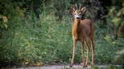 Saison des amours des chevreuils: la prudence s'impose sur les routes Saison des amours des chevreuils: la prudence s'impose sur les routes
