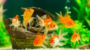 L'idée du poisson rouge en bocal... On oublie ! L'idée du poisson rouge en bocal... On oublie !