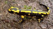 L'inventaire à également révélé la présence de la salamandre tachetée dans les mares bruxelloises L'inventaire à également révélé la présence de la salamandre tachetée dans les mares bruxelloises