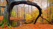 Plongée au cœur de la forêt, si belle dans sa parure automnale Plongée au cœur de la forêt, si belle dans sa parure automnale