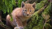 Le lynx reste tout le temps sur ses gardes Le lynx reste tout le temps sur ses gardes