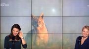 Le lynx est de retour en Belgique ! Quelle place accorder à tout ces grands prédateurs dans notre nature ? Le lynx est de retour en Belgique ! Quelle place accorder à tout ces grands prédateurs dans notre nature ?