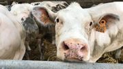 Accord UE-Mercosur: "Un non-sens de faire traverser des océans à de la viande" Accord UE-Mercosur: "Un non-sens de faire traverser des océans à de la viande"