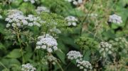 Connaissez-vous les légumes vivaces ? Connaissez-vous les légumes vivaces ?