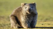 Pourquoi et comment les wombats font-ils des crottes cubiques ? La science aurait enfin une réponse ! Pourquoi et comment les wombats font-ils des crottes cubiques ? La science aurait enfin une réponse !