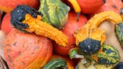 Après Halloween, ne jetez pas vos citrouilles, donnez les restes à manger aux animaux Après Halloween, ne jetez pas vos citrouilles, donnez les restes à manger aux animaux