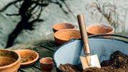 Jardinage : trois astuces pour ses plantes d'intérieurs Jardinage : trois astuces pour ses plantes d'intérieurs