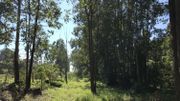 "L'Avenue Louise" aujourd'hui. La végétation a repris ses droits et les maisons en bois ont disparu. "L'Avenue Louise" aujourd'hui. La végétation a repris ses droits et les maisons en bois ont disparu.