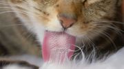 Comment aider son chat à limiter les désagréments de la chute des poils ? Comment aider son chat à limiter les désagréments de la chute des poils ?
