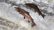 le saumon dans les rivières, signe que l'eau est de bonne qualité le saumon dans les rivières, signe que l'eau est de bonne qualité