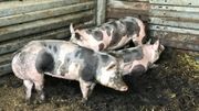 Les porcs piétrains resteront dans leur porcherie chez Henri Stas. Ils ne peuvent pas participer à la foire de Libramont à cause de la peste porcine africaine. Les porcs piétrains resteront dans leur porcherie chez Henri Stas. Ils ne peuvent pas participer à la foire de Libramont à cause de la peste porcine africaine.