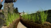Les plantes hélophytes déjà bien enracinées dans la fibre de coco Les plantes hélophytes déjà bien enracinées dans la fibre de coco