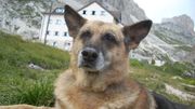 Sarah, le chien de Mattéo. Sarah, le chien de Mattéo.