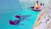 Des otaries qui tractent des enfants dans un parc belge : la vidéo fait réagir le monde entier Des otaries qui tractent des enfants dans un parc belge : la vidéo fait réagir le monde entier