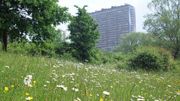 "Dans le parc Sobieski à Laeken, au Scheutbos à Molenbeek-Saint-Jean, à Uccle dans le parc Fond’Roy, voire même dans le vaste parc de Woluwe sont maintenues des prairies fleuries d’une grande richesse." "Dans le parc Sobieski à Laeken, au Scheutbos à Molenbeek-Saint-Jean, à Uccle dans le parc Fond’Roy, voire même dans le vaste parc de Woluwe sont maintenues des prairies fleuries d’une grande richesse."