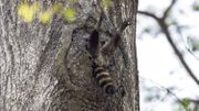"Almost time to get up" - meilleure photo d'un animal terrestre "Almost time to get up" - meilleure photo d'un animal terrestre