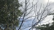 Certains arbres aux racines peu profondes, ont perdu toutes leurs feuilles Certains arbres aux racines peu profondes, ont perdu toutes leurs feuilles